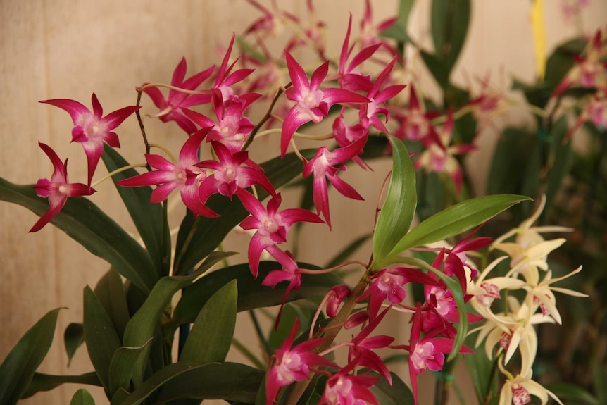 A bunch of small, pink and white orchids.