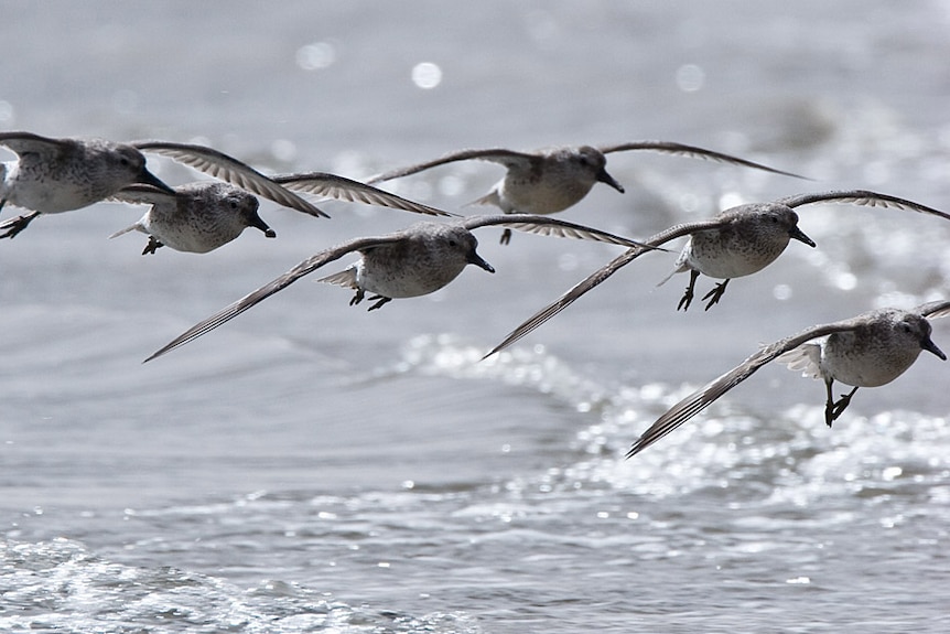 A flock of migrating red knots in flight.