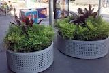 Two new concrete planter boxes on Bourke St Mall.