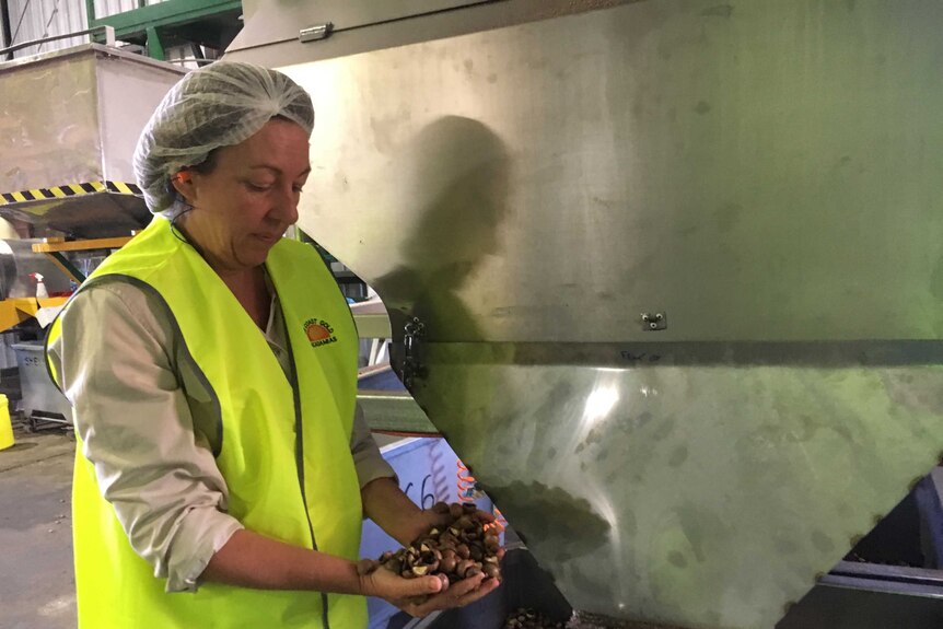 Suncoast Gold Macadamias CEO Lisa Worthington inspects nut by-product.