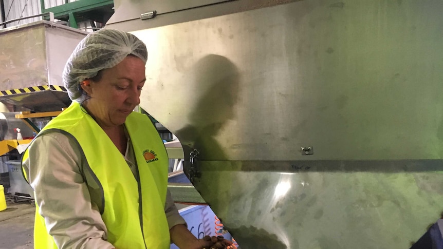 Suncoast Gold Macadamias CEO Lisa Worthington inspects nut by-product