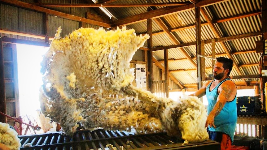 A shearer with wool