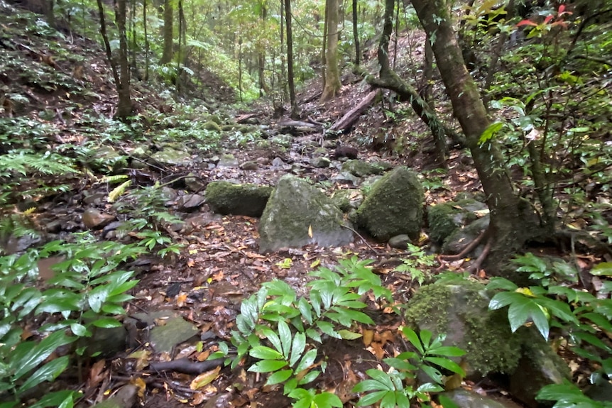 A rocky rainforest with trees and leaves