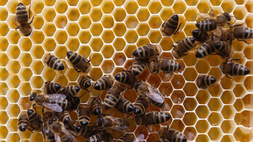 Man bees gather on a honeycomb.