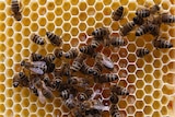 Man bees gather on a honeycomb.