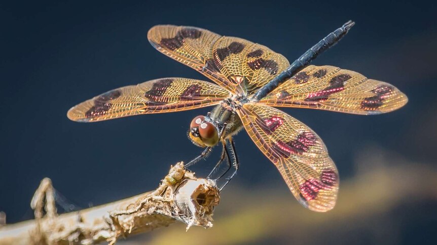 Close up of a dragonfly