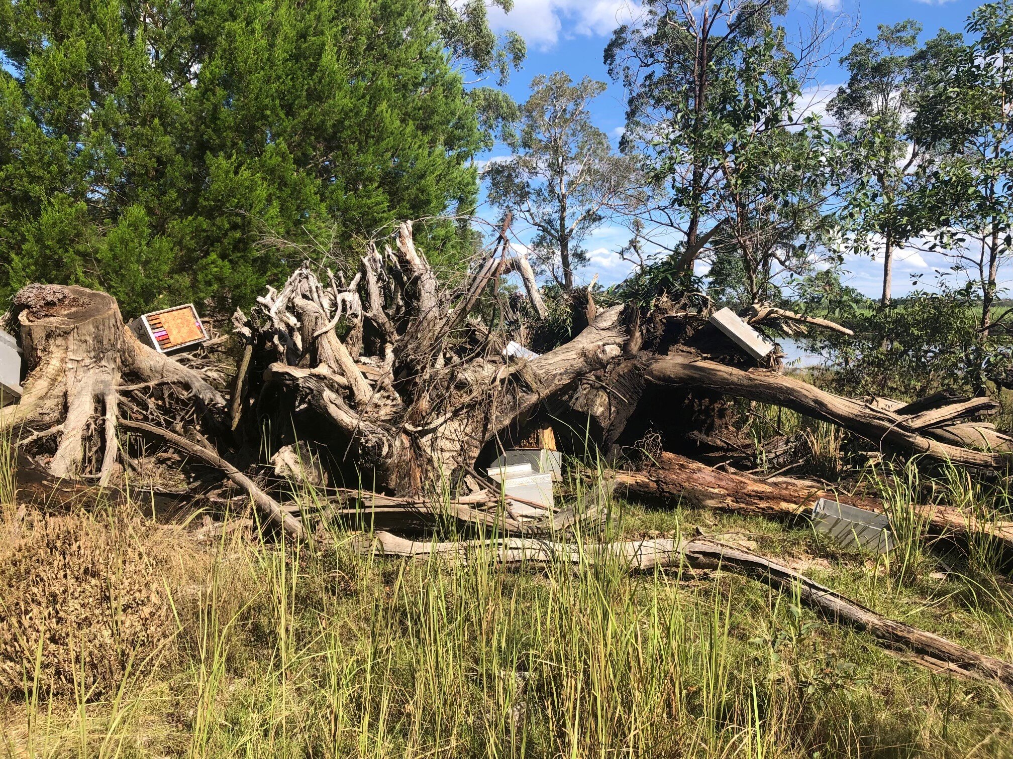 a damaged tree with bee hive boxes in it
