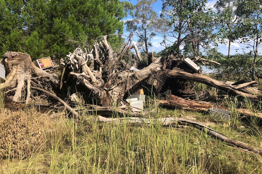 a damaged tree with bee hive boxes in it