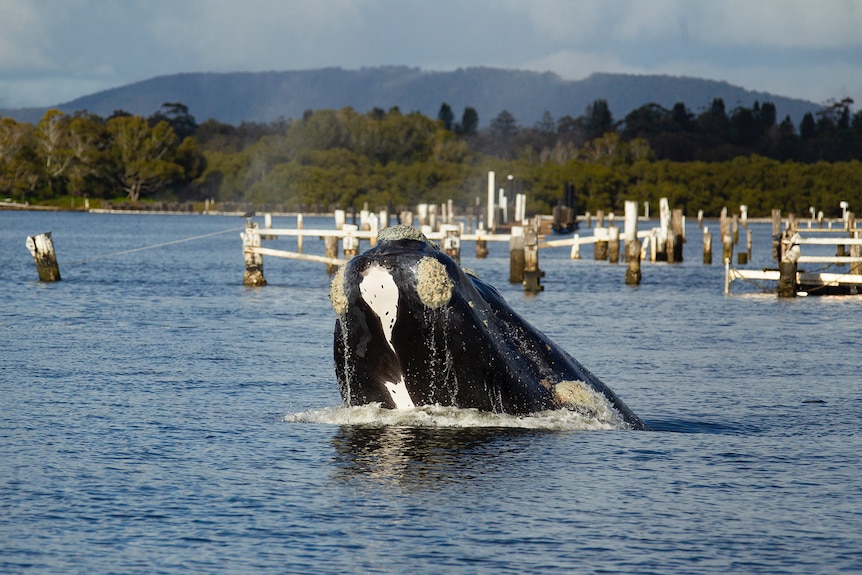 A Southern Right Whale