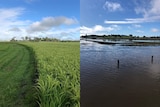 First image shows lush green rice crop, second the crop is submerged in floodwater