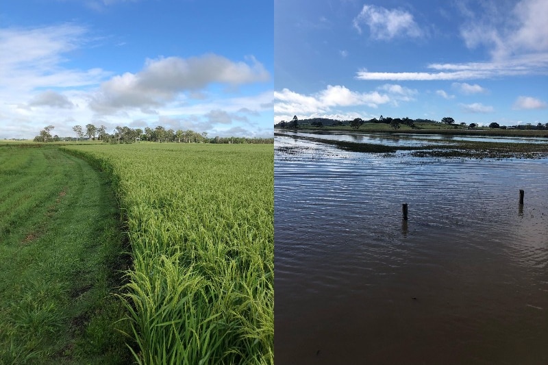 First image shows lush green rice crop, second the crop is submerged in floodwater