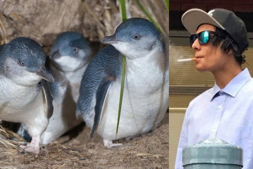 A composite image of Little Penguins and Joshua Leigh Jeffrey, who is smoking a cigarette and wearing a hat and sunglasses.