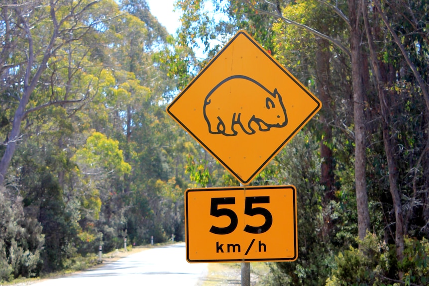 A yellow road warning sign with a picture of a wombat inside, and a 55km/h limit, in front of a thick forest of trees