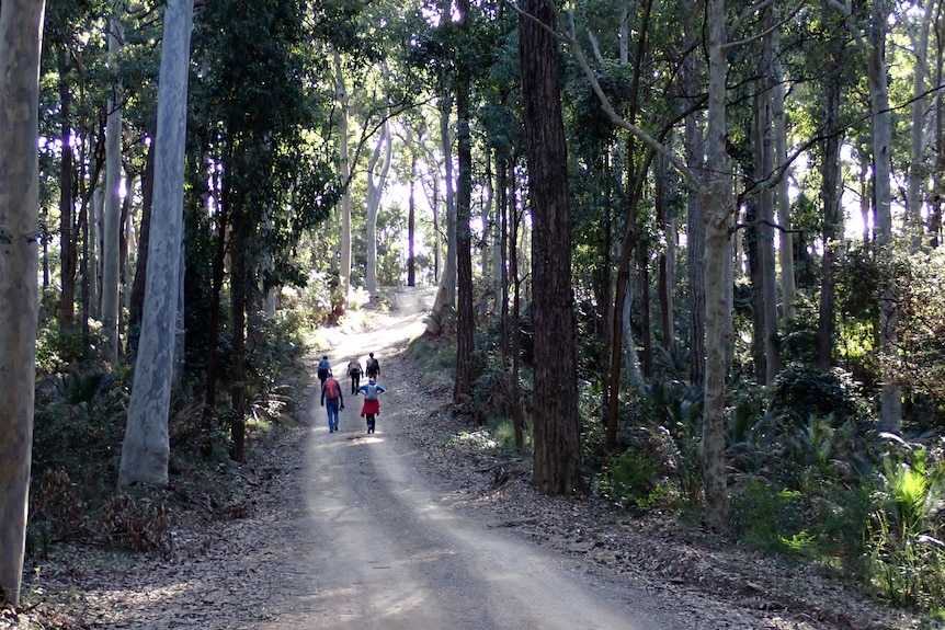 Walkers in the rainforest, tall trees tower over them and the shaded path.
