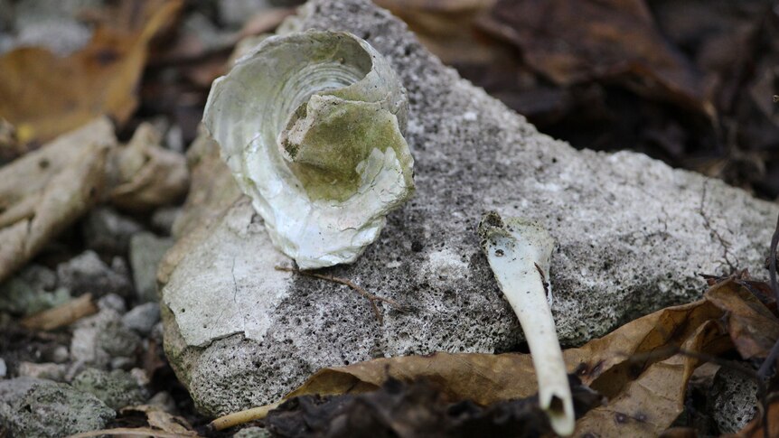 Fragments of shell and bone sit atop a piece of rock.