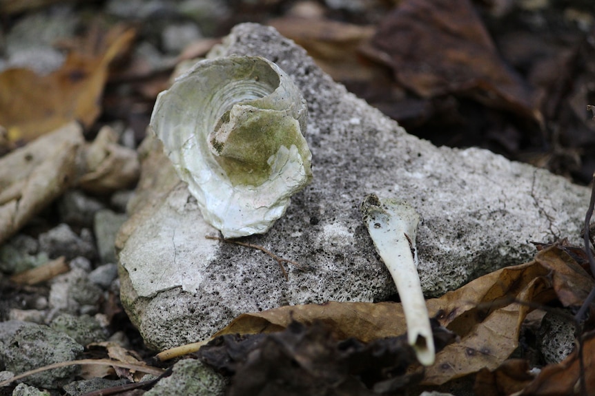 Fragments of shell and bone sit atop a piece of rock.