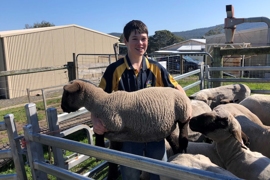 A Tasman District School Farm student holding Sheep