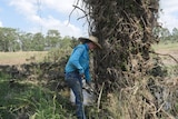 woman in blue shirt and jens with cowboy hat clears debris from a fence after flooding 
