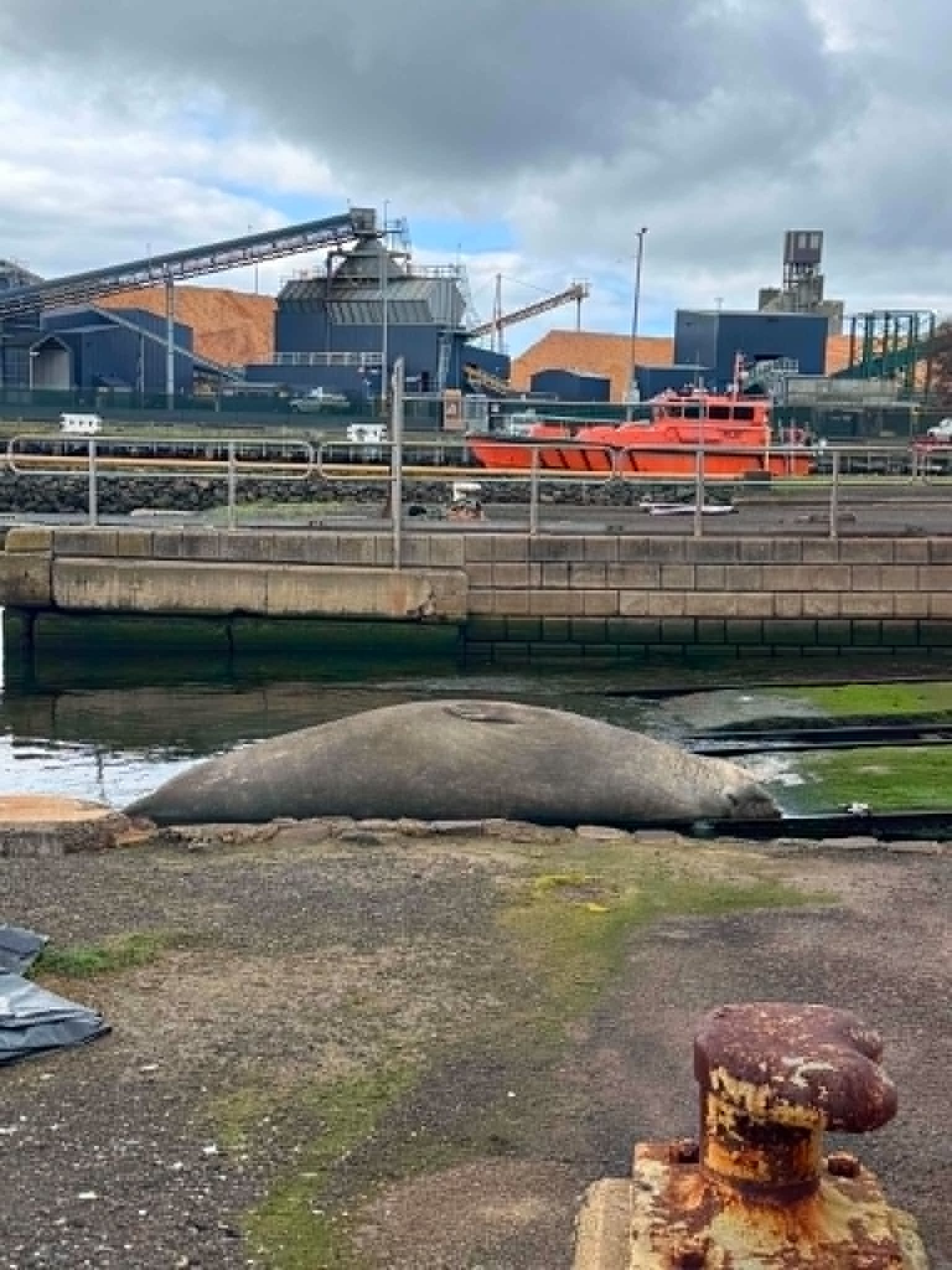 An elephant seal lays on the ground within a port.