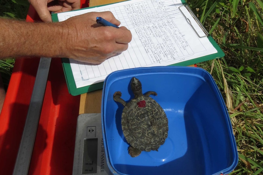 A Bellinger River Sanpping turtle in a bucket next to a clipboard.