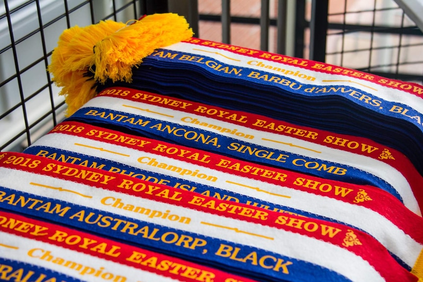 A pile of ribbons to be awarded to poultry show breeders.