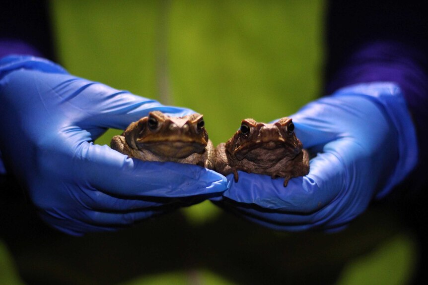 Two cane toads in a person's hands.