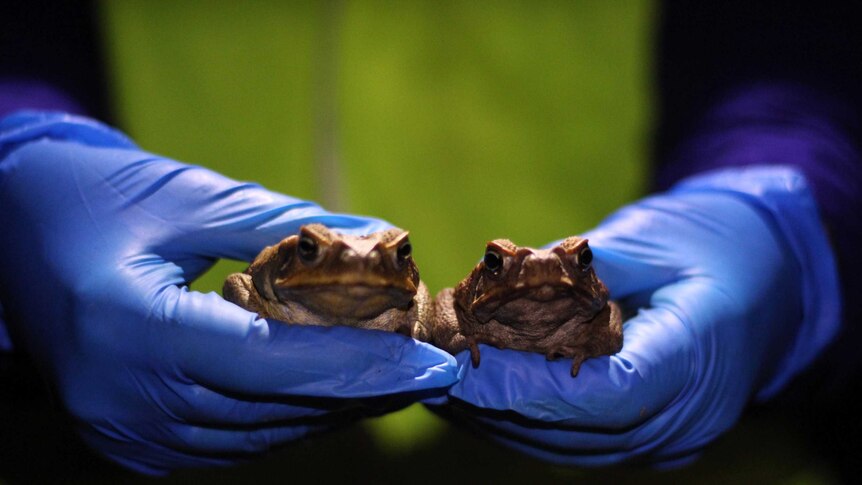 Two cane toads in a person's hands.