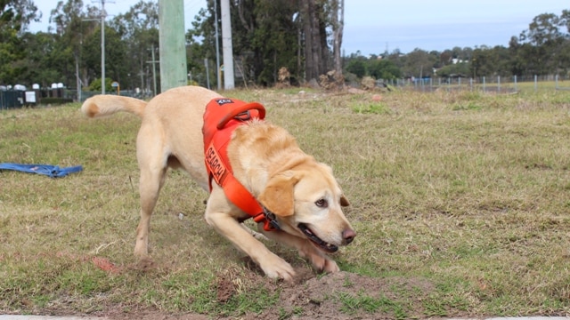 Canon the sniffer dog finds a fire ant nest by the road in western Brisbane.
