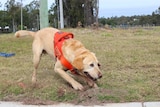 Canon the sniffer dog finds a fire ant nest by the road in western Brisbane.