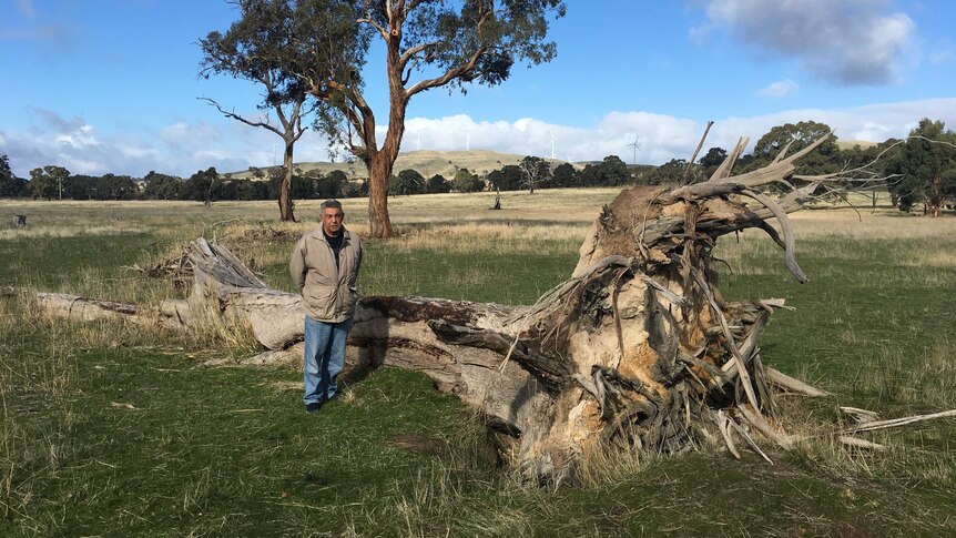 Indigenous elder Ted Lovett beside what is said to be a tree from which bark was cut centuries ago to build canoes