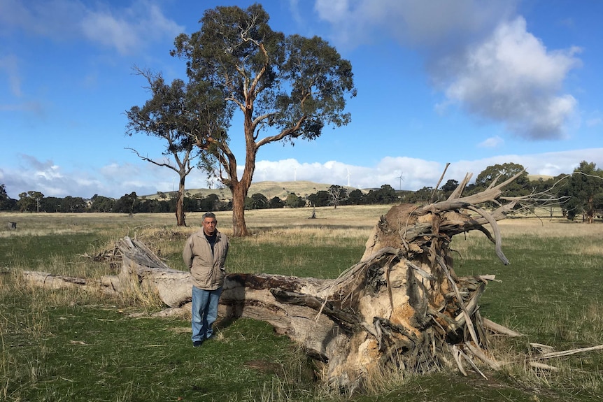 Indigenous elder Ted Lovett beside what is said to be a tree from which bark was cut centuries ago to build canoes