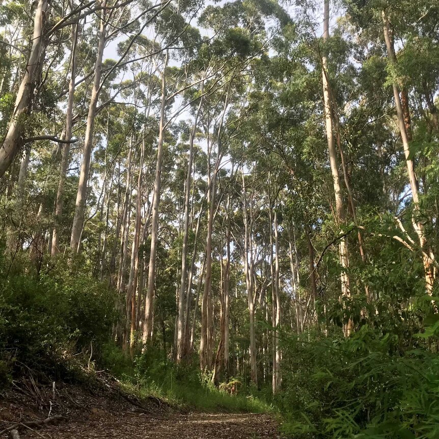 A ground level perspective of a stand of large karri trees.