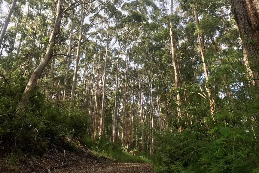 A ground level perspective of a stand of large karri trees.