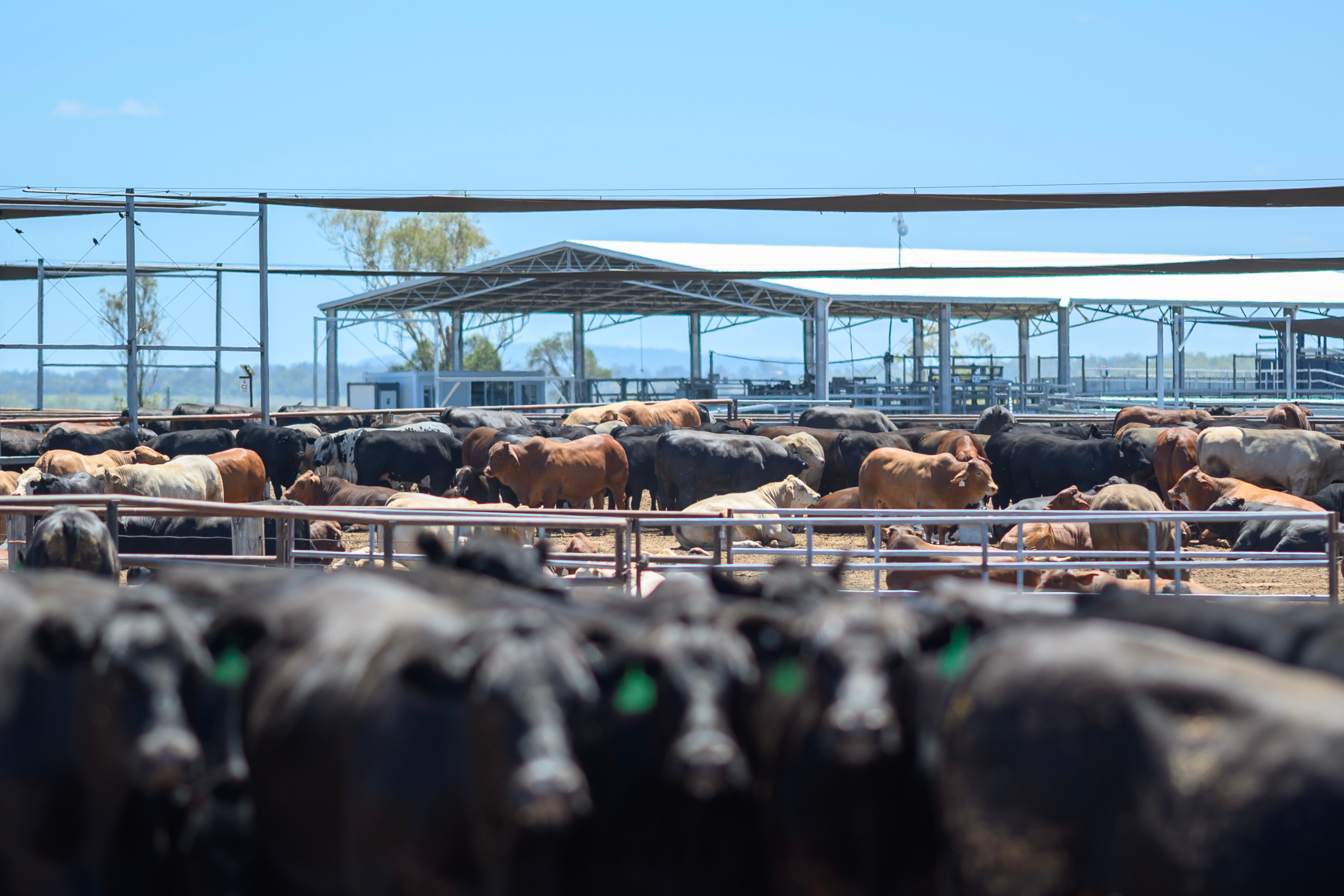 gado em pé em um confinamento