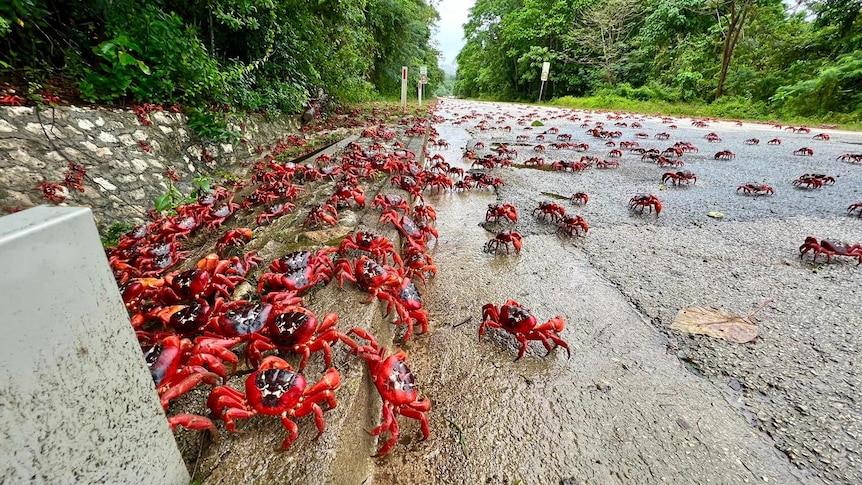 Hundreds of red crabs across a road.