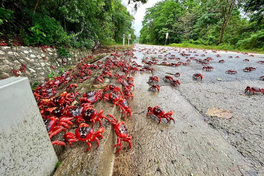 Hundreds of red crabs across a road.