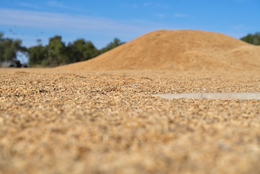 A large pile of oats on the ground.