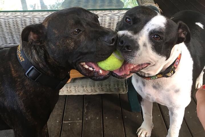 Two Staffy dogs holding one ball between them in their mouths
