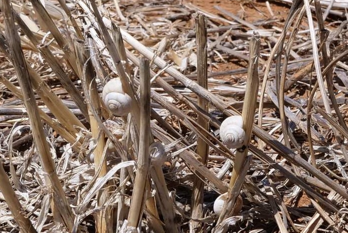 Snails on crop stubble