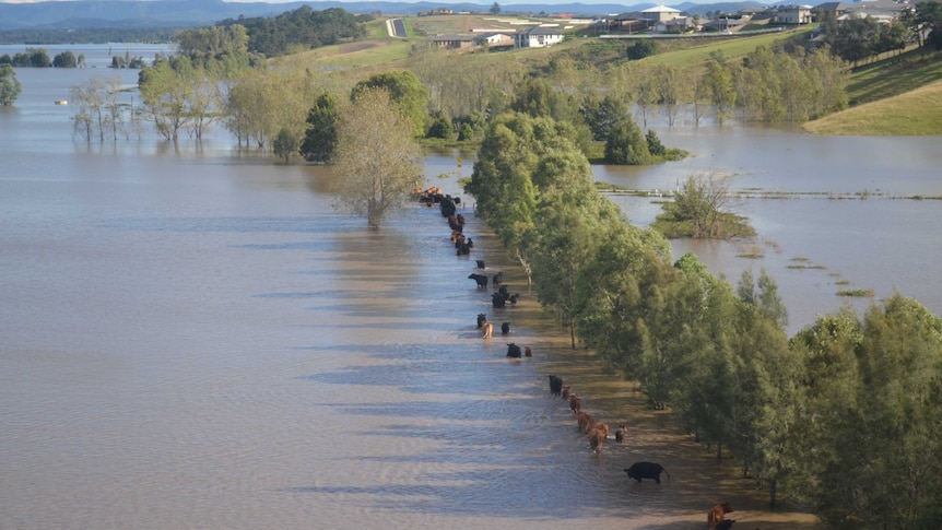 Cattle stranded in floodwater at Gillieston Heights in the Hunter Valley