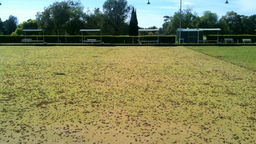 Locusts cover the ground of a bowling green. They resemble leaves strewn over the ground after a violent storm.