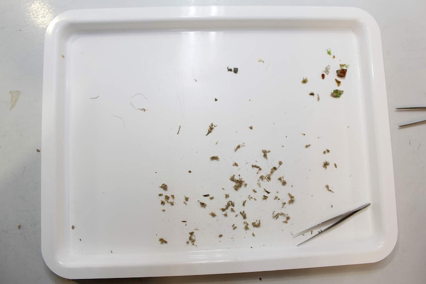 A white tray covered with small pieces of debris and a pair of tweezers.