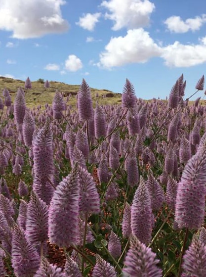 A field of pink purple mulla mulla wildflowers near grass and rock hill on sunny day with scattered clouds in bright blue sky.