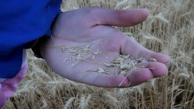 An open hand holds wheat grain above ripe crop