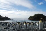 Macquarie Island clouds  clouds with penguins
