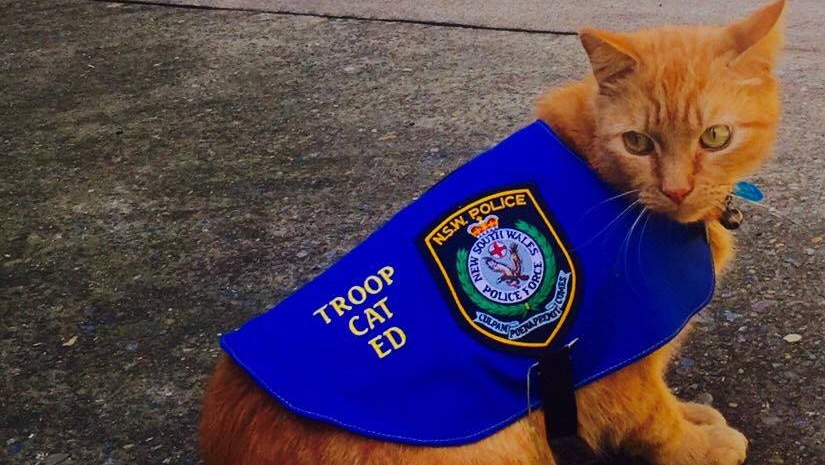 A cat in a blue coat marked 'NSW POLICE'