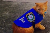 A cat in a blue coat marked 'NSW POLICE'