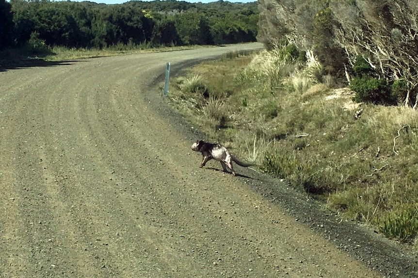 A sick Tasmanian devil which had lost a lot of its fur.