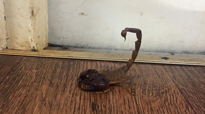 A sand scorpion on a lounge room floor.