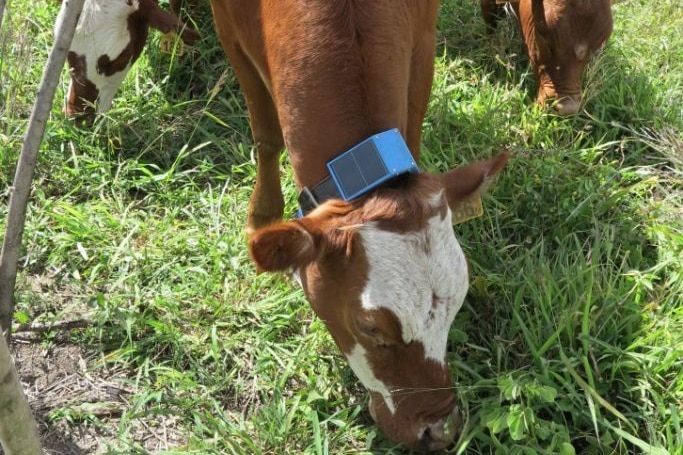 Brown and white cattle bend down chewing grass in a field, with tracking collars fixed to their necks.